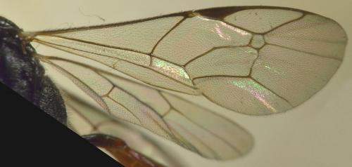 Cryptinae